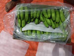 Plátanos Frescos de Primera Calidad/Plátanos Verdes/Plátanos Cavendish a Precios Bajos. Angelina +84327746158 - Product Image 3