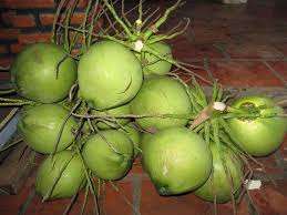 Coco Fresco de Primera Calidad BenTre Canadá, Semidescascarado, 25 Nueces, Buen Precio - Product Image 3