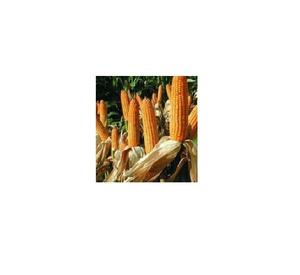 Maíz congelado - Product Image 1