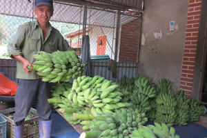 Banane Cavendish Fresche/Banane Fresche - <span class=keywords><strong>Lionel</strong></span> +84 348130044 - Product Image 2