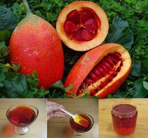 Huile Momordica Cochinchinensis rouge foncé liquide à bas prix avec de la silymarine claire d'origine du Vietnam pour l'exportation par le delta du Viet - Product Image 6