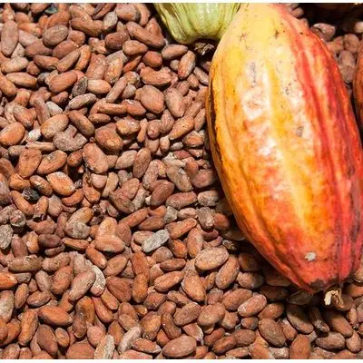 Fèves de cacao fèves de cacao Offre Spéciale maintenant