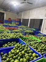 Verse Limoen Pitloze Groene Groothandel Vers Fruit/Verse Groene Citroen