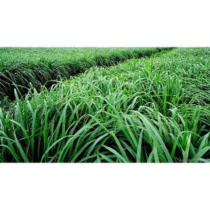 Hojas de Limoncillo Orgánico de Primera Calidad/Proveedor de Vietnam/Sra. Lucy (+84 904 183 651) - Product Image 4