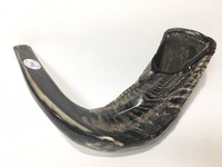 Shofar Casher en Corne de Bélier Naturelle Indienne, Sculpté Style Animal, Écologique, Durable, de Collection, pour la Récitation Religieuse, Biologique et Naturel