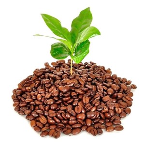 HANCOFFEE Café Robusta 100% Estándar, Granos Tostados, Calidad Vietnamita, Empacado en Bolsa, Personalizable OEM/ODM - Product Image 6