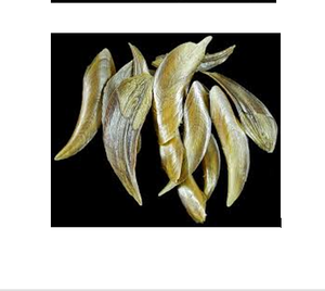 Venta caliente Natural Murex Operculum Gastropod Conch seco de Vietnam-Excelente material para la fabricación de perfumes - Product Image 1