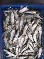HARENG SÉCHÉ - SARDINE PRIX BAS À VENDRE - POISSON SARDINELLA - WHATSAPP - 0084 989 322 607