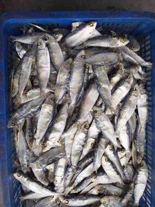 المجففة الرنجة-السردين رخيصة الثمن للبيع-SARDINELLA الأسماك-WHATSAP- 0084 989 322 607 - Product Image 5