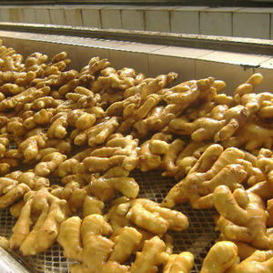 Gingembre frais biologique en vrac prêt à l'emploi à prix économique - Product Image 1