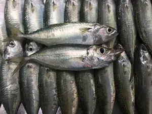 Ikan Makerel Beku Premium Penjualan Laris Ikan Laut Beku Seluruh Bulat Ikan Pasifik Mackerel untuk Makanan Kaleng