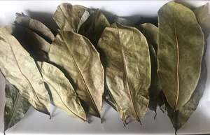 พรีเมี่ยมสำหรับ0892แห้งใบทุเรียนเทศ (กราวิโอลา) Axel + 84 38 776 - Product Image 5