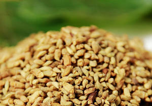 Sofora Japonica de Vietnam, Estándar de Exportación //IVY +84977157110 - Product Image 4