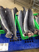 Poisson voilier et marlin surgelés IQF, conservés dans l'eau, emballage en vrac, fruits de mer naturels du Vietnam - WA 084 989 322 607