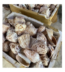 เปลือกหอยมุกเทอร์โบขนาดเล็ก-เปลือกหอยธรรมชาติ-เปลือกหอยเวียดนามสำหรับหัตถกรรม ([Ws0084587176063] - Product Image 1