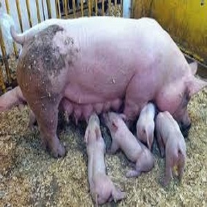 Thức Ăn Chăn Nuôi Gia Súc Khổng Lồ BILT PKE PALM KERNEL EXPELLER PIG,COW,SHEEP PROTEIN Whist STRAW Ở Auckland NEWZEALAND Châu Đại Dương Thái Bình Dương - Product Image 1