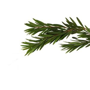 Aceite Esencial Puro de Niaouli con Destilación al Vapor de Árbol de Té, Certificado GMP, Revitalizador de Piel - Precios Bajos de AARNAV GLOBAL EXPORTS - Product Image 4