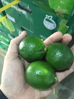 Certificat phytosanitaire sans pépins de citron vert citron vert citron frais agrumes 6kg 7kg 8kg- WS 0084989322607