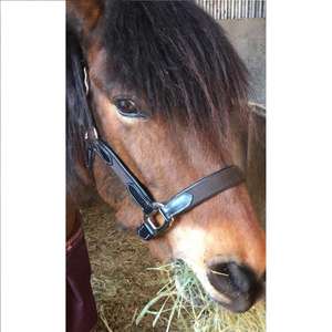 เชือกแขวนคอม้ากายวิภาคและผลิตภัณฑ์เครื่องหนังพรีเมี่ยม - Product Image 1