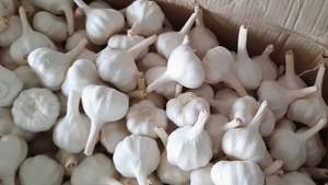 Ajo Blanco/Ajo/Ajo Indio al por Mayor ¡2020! - Product Image 2