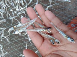 Usine De Production Professionnelle En Vrac Séché D'anchois Séchés Anchois Salé Sec Poisson D'anchois - Product Image 5