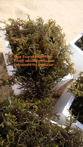 Mousse de mer séchée de haute qualité/Mousse de mer irlandaise d'origine Vietnam-Or Mousse de mer irlandaise Séchée à sec Mousse de mer violette/Shyn Tran - Product Image 5