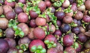 Mangostán Fresco de Primera Calidad, 5-10 kg, Empacado en Caja de Cartón, Sra. Laura +84 896611913, de Vietnam, Listo para Comer - Product Image 4