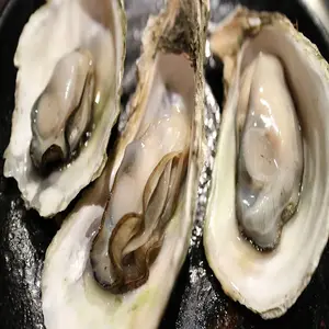 Buy Now Loose round akoya oysters with pearls