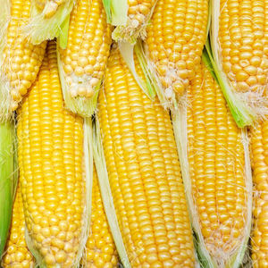 ข้าวโพดข้าวโพดข้าวโพดคั่วข้าวโพดสีเหลืองข้าวโพดสีเหลืองข้าวโพด - Product Image 5