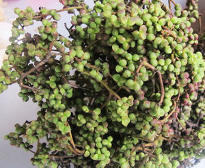 Pimienta de Sichuan-venta al por mayor de Sichuan de pimienta verde para 2020 condimento - Product Image 6