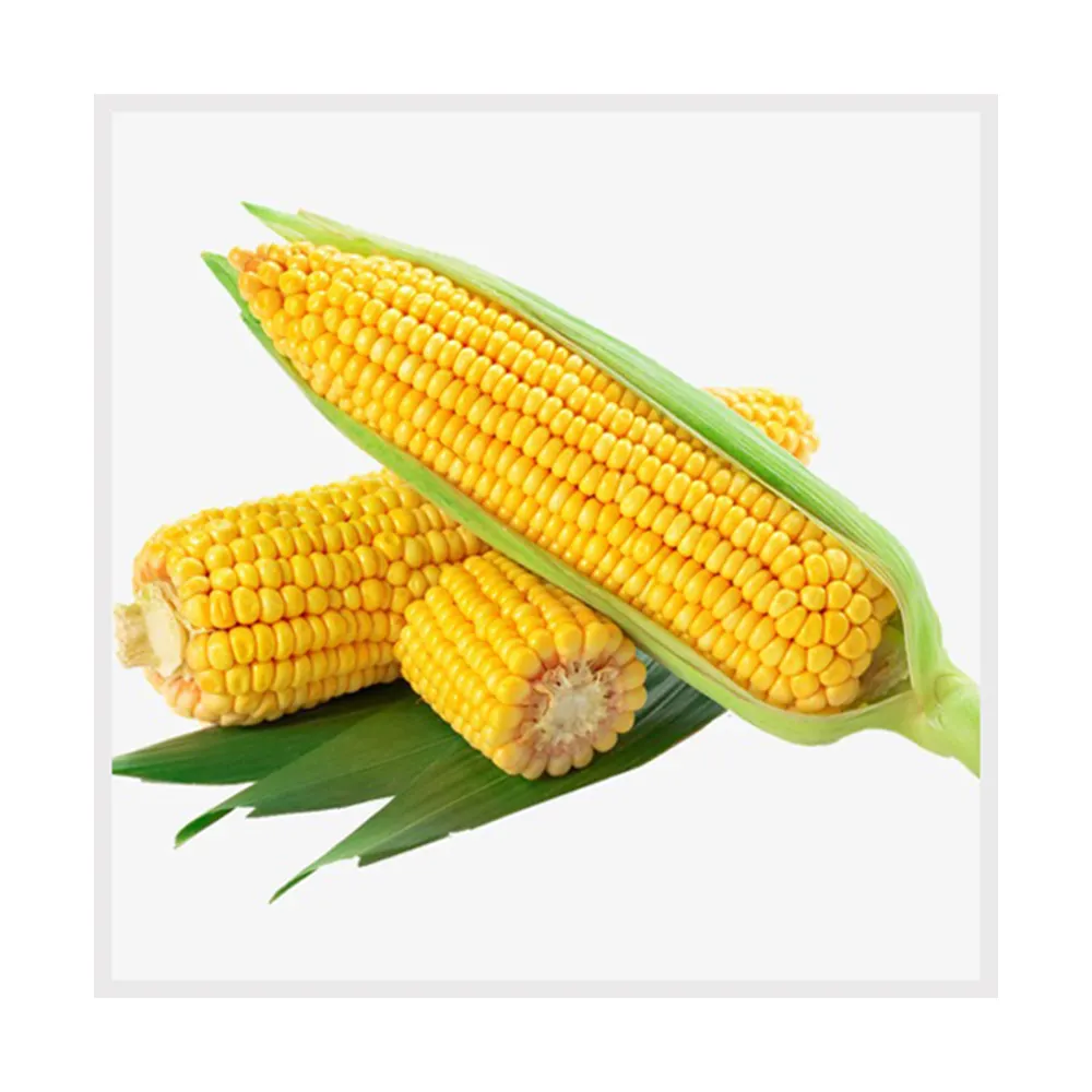 Top Selling Nieuwe Crop Maïs Geel Biologische Maïs