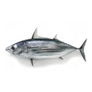 Skipjack Ikan Beku Tuna/Bonito Ikan Tuna, untuk Makanan Kaleng dan Siap Ekspor