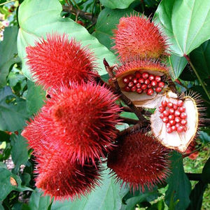 Semilla de annato seco de alta calidad, grano rojo Natural sin añadir alto valor nutritivo, mejor precio, Shyn Tran + 84382089109 - Product Image 6