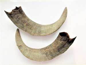 ฮอร์น RAM ดิบสำหรับการทำมีดจับ - Product Image 6