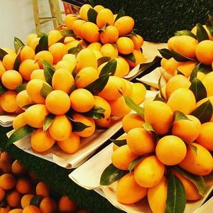 Asequible ciruela fresca fruta de Mango - Product Image 1