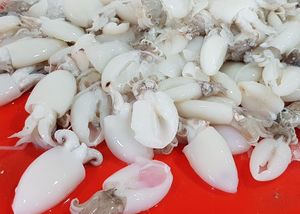 Ikan Sotong Bayi Berkualitas Tinggi
