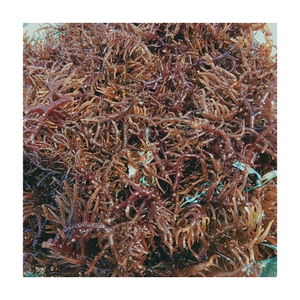 Organic Pure Irish Sea <b>Moss</b> Gracilaria Seaweed Origin Vietnam Purple Seamoss Golden Cottonii Seaweed High Quality Cheapest 99 Gold Data - Product Image 1