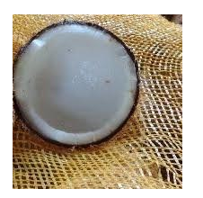 อินทรีย์สดผู้ใหญ่มะพร้าวราคาที่แข่งขันมากที่สุดสำหรับการส่งออกในเวียดนาม - Product Image 2