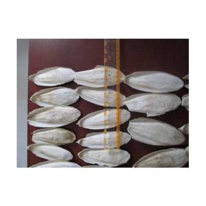 Hueso de sepia seco para pájaros y reptiles Suministro al por mayor Precio competitivo Calidad de exportación Embalaje disponible - Product Image 1