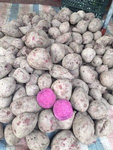 Batata morada congelada IQF premium de Vietnam |   Batata Morada Naturalmente Dulce |   Proveedor de Exportación a Granel - Product Image 3