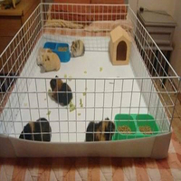Vente en gros de boîtes de transport pour animaux de compagnie en plastique ondulé pour volailles vivantes Coroplast Corflute Sheets Cobaye House Cage DIY à vendre