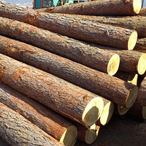 Beech <b>Logs</b> 3m+/30cm+ for SALE - Product Image 6