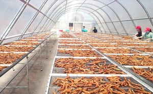 De exportación/importación Solar plátano seco Vietnam en todo el mundo 2021 - Product Image 5