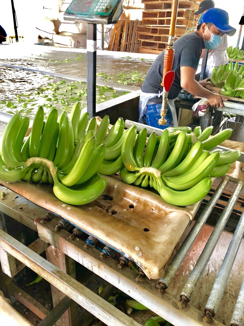 越南新鲜卡文迪许香蕉价格优惠