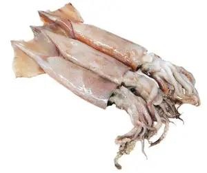 الموسم الجديد بسعر جيد حلقة Calamari خواتم الحبار مصنع IQF مع الجلد قبالة الحبار الأسود المجمد