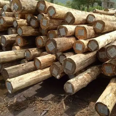 Logs de madeira de madeira de madeira eucalyptus/madeira cruda pinha e carvalho