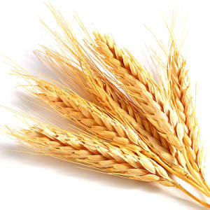 Aceite Portador de Germen de Trigo Prensado en Frío Certificado GMP (Triticum Vulgare) de la India con Sabor a Nuez para Hidratar la Piel - Product Image 3