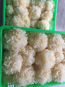 VIETNAM MEILLEUR PRIX CHAMPIGNONS BIOLOGIQUES DE HAUTE QUALITÉ (MS.LAURA) - Product Image 6