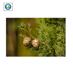 Huile essentielle de Chypre pure et naturelle de qualité suprême la plus vendue de fournisseur authentique - Product Image 1