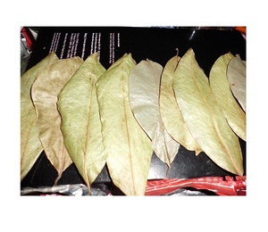 ผู้ให้บริการอินทรีย์แห้ง SOURSOP ใบ/GRAVIOLA ใบ-สมุนไพรธรรมชาติจากเวียดนาม /Axel + 84 38 776 0892 - Product Image 6